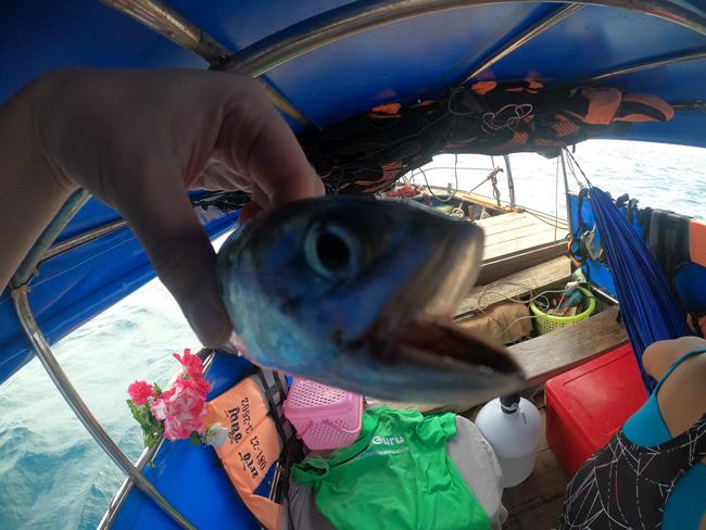 Fish Caught Private Fishing Trip Koh Phi Phi