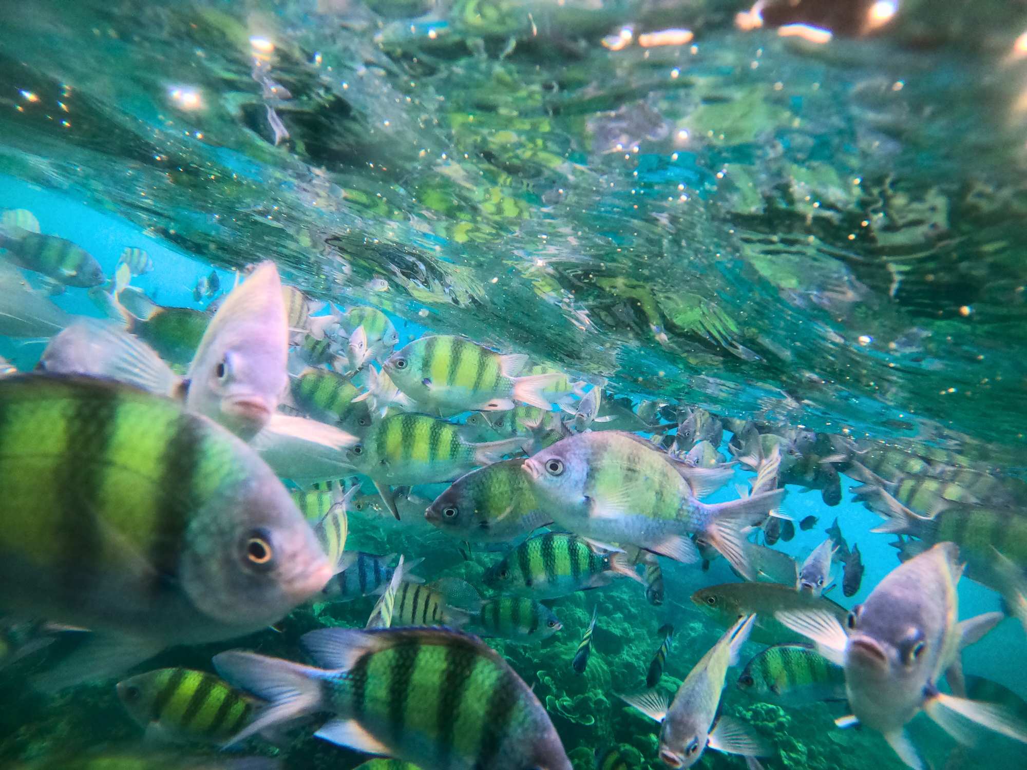 Phi Phi Island Snorkel Tour